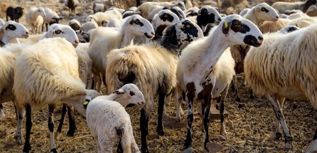 Πληρωμή 8 εκατ. ευρώ σε Θεσσαλούς κτηνοτρόφους 